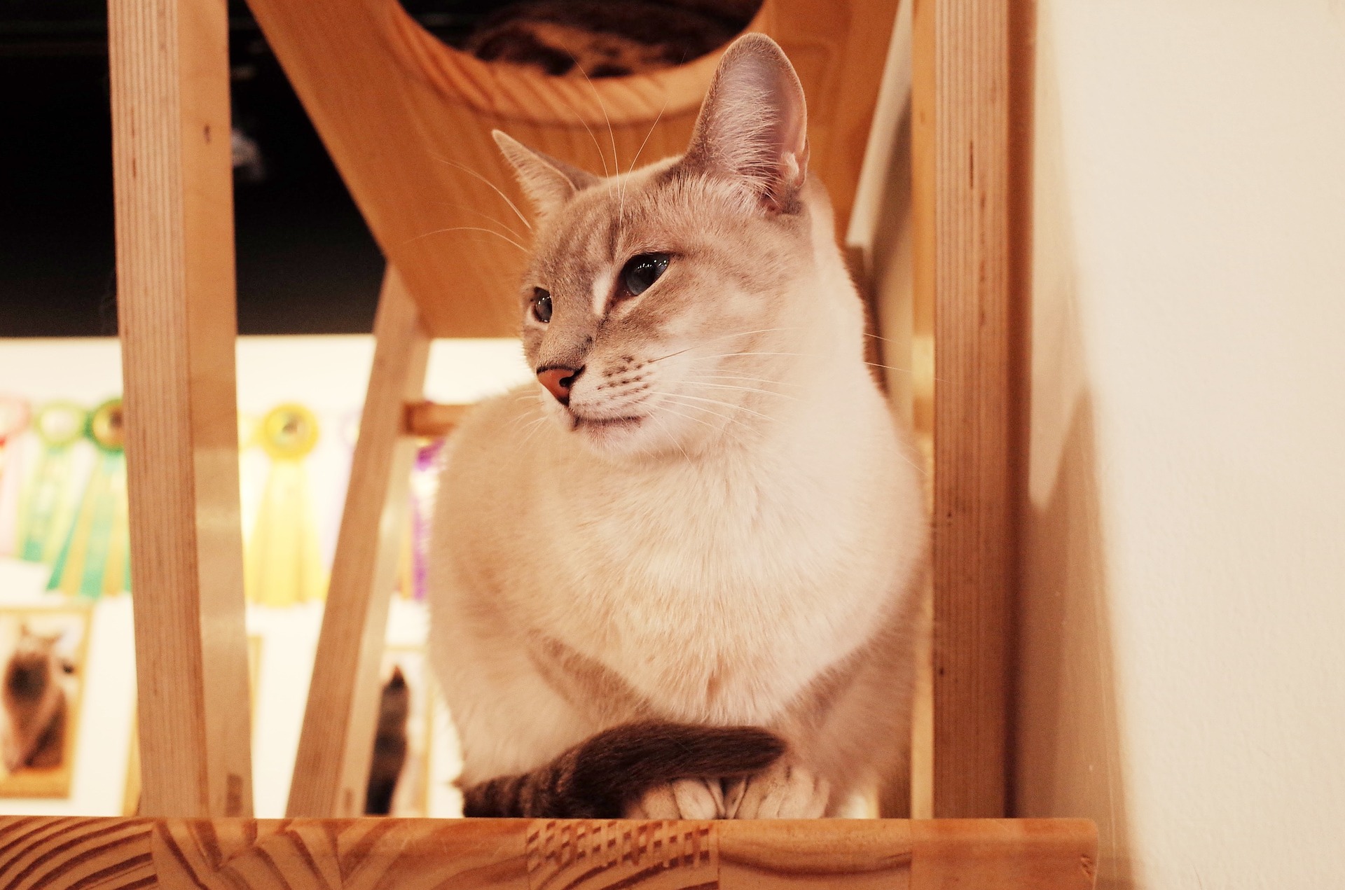 Background image Neko Café